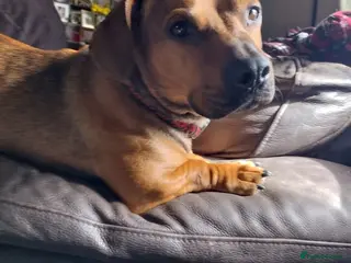 Mixed Breed dogs Rescue boy Noodle is looking for his forever home - Advert 10