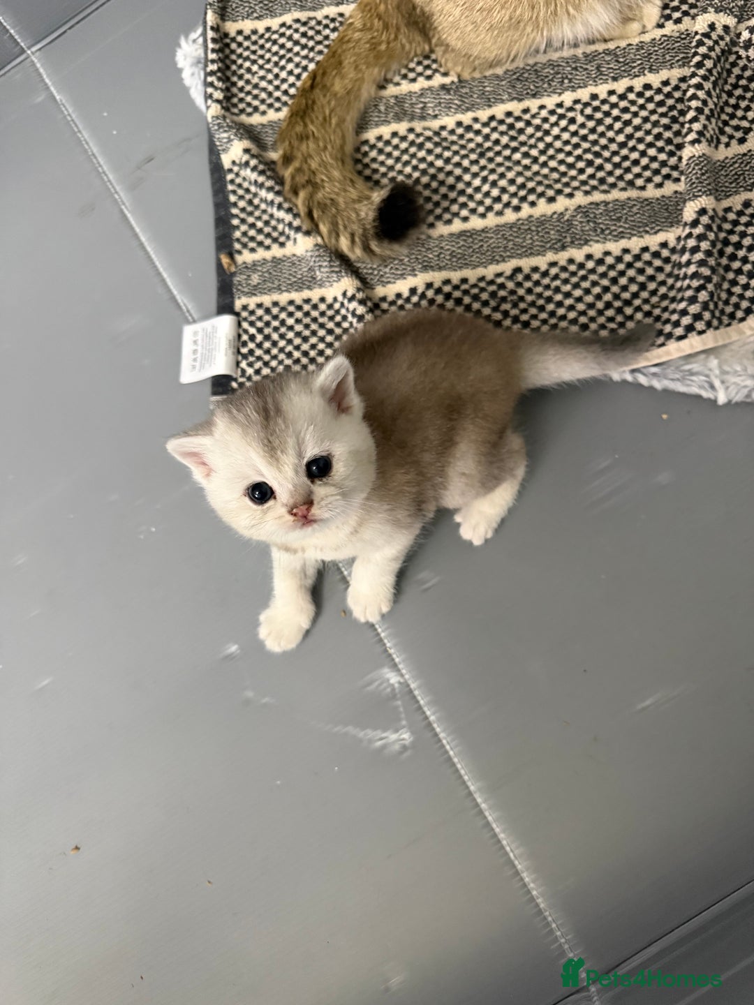 British Shorthair cats for sale: British shorthair silver tipped - Advert 5