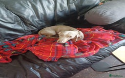 Dachshund dogs for sale: Slinky - Image 4