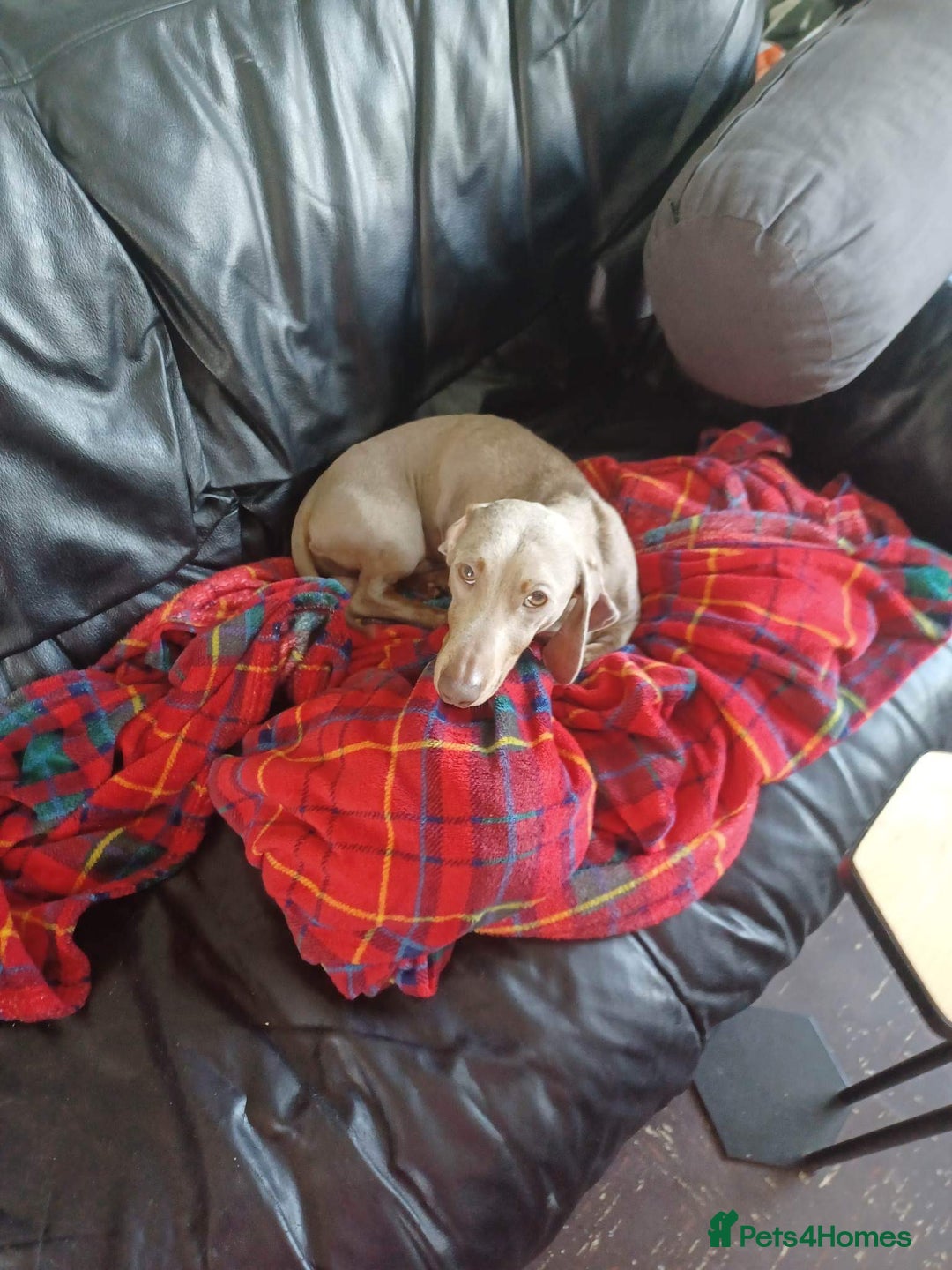 Dachshund dogs for sale: Slinky - Image 4