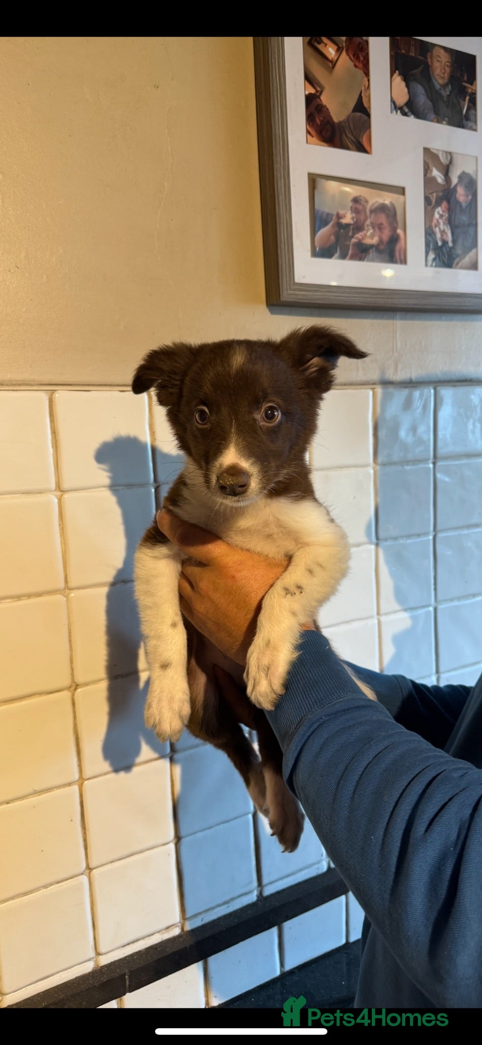 Border Collie dogs 3 Female Border Collies Left ! - Advert 4