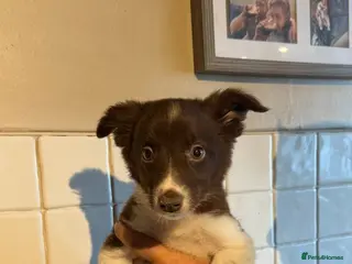 Border Collie dogs 3 Female Border Collies Left ! - Advert 4