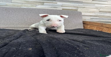 English Bull Terrier dogs - Advert 6