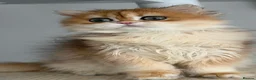 British Shorthair cats for sale: Excellent British Shorthair Golden kittens  - Advert 22