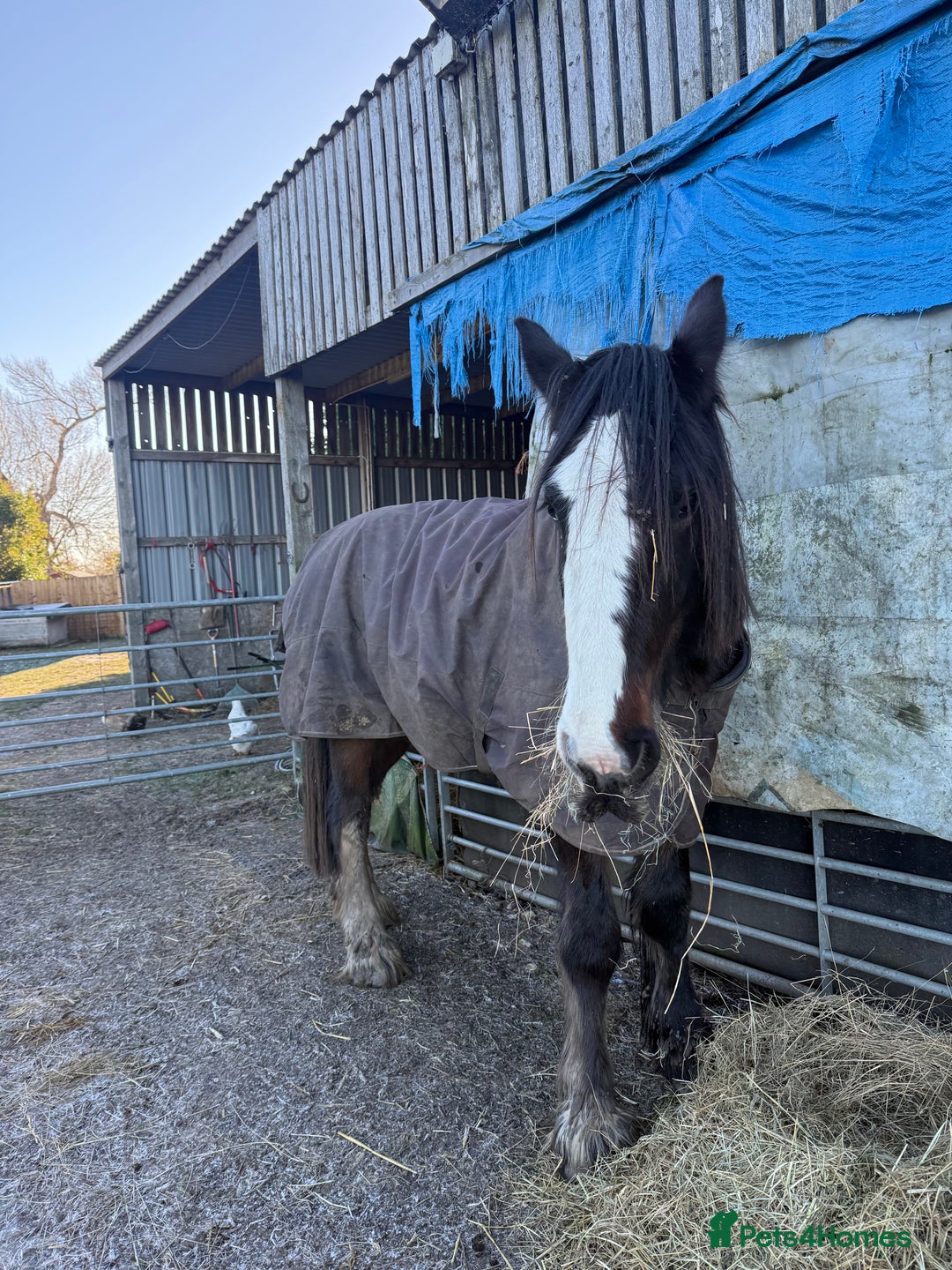 Shire horses for sale: Shire for sale gelding  - Advert 4