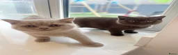 British Shorthair cats for sale: Chocolate and lilac British short hair kittens in Aylesford - Advert 5