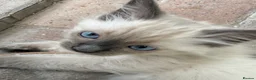 Ragdoll cats for sale: Beautiful Ragdoll Kittens READY NOW - Advert 4