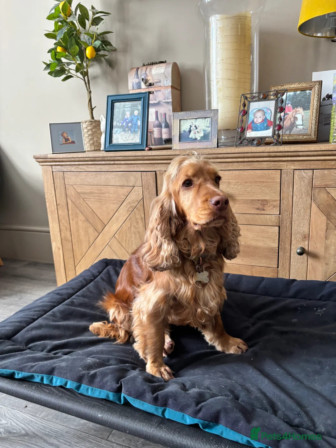 Cocker Spaniel dogs for sale: Outstanding Show cocker spaniels 4th generation  - Advert 2