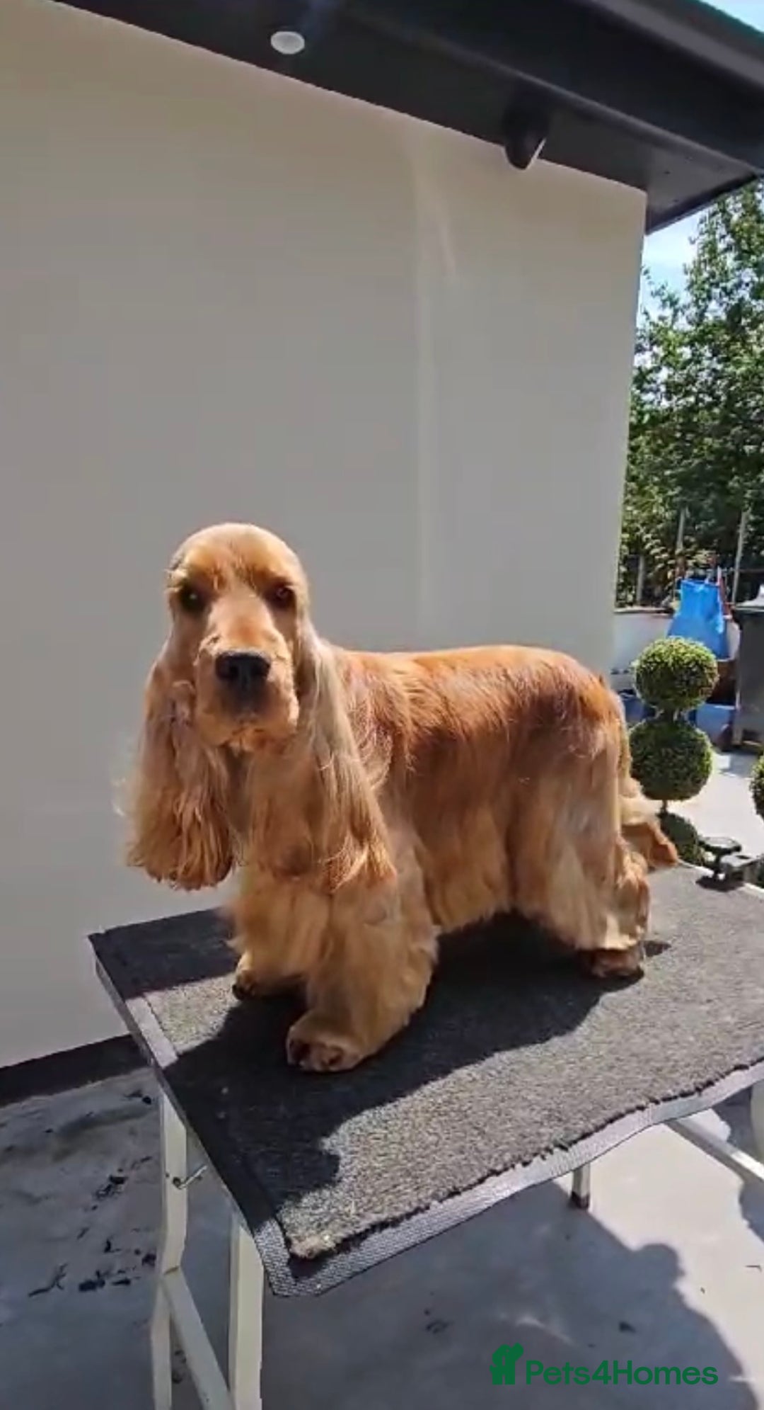 Cocker Spaniel dogs for sale: KC SHOW TYPE COCKER REGISTERED - Advert 12