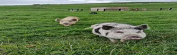 Pig livestock for sale: Super cute micro/mini and juliana pigs - Advert 4