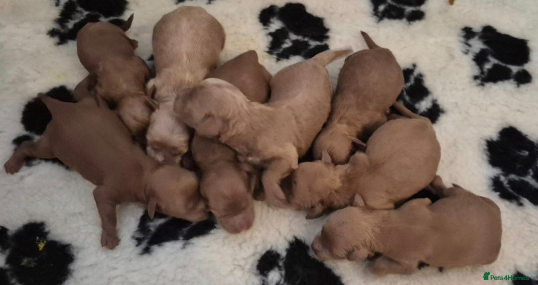 Cavapoo dogs for sale: 🧡 HEALTH TESTED F1B CAVAPOO  PUPPIES🧡 - Image 22
