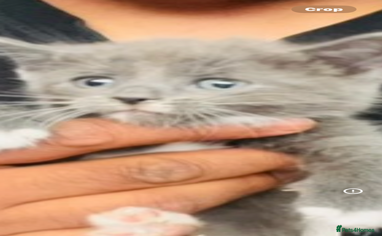 Mixed Breed cats - Advert 1