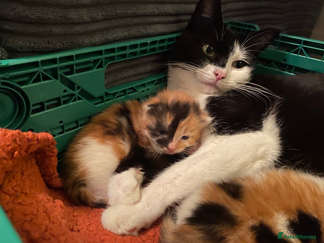 Domestic Shorthair cats for sale: Three beautiful kittens - Image 2