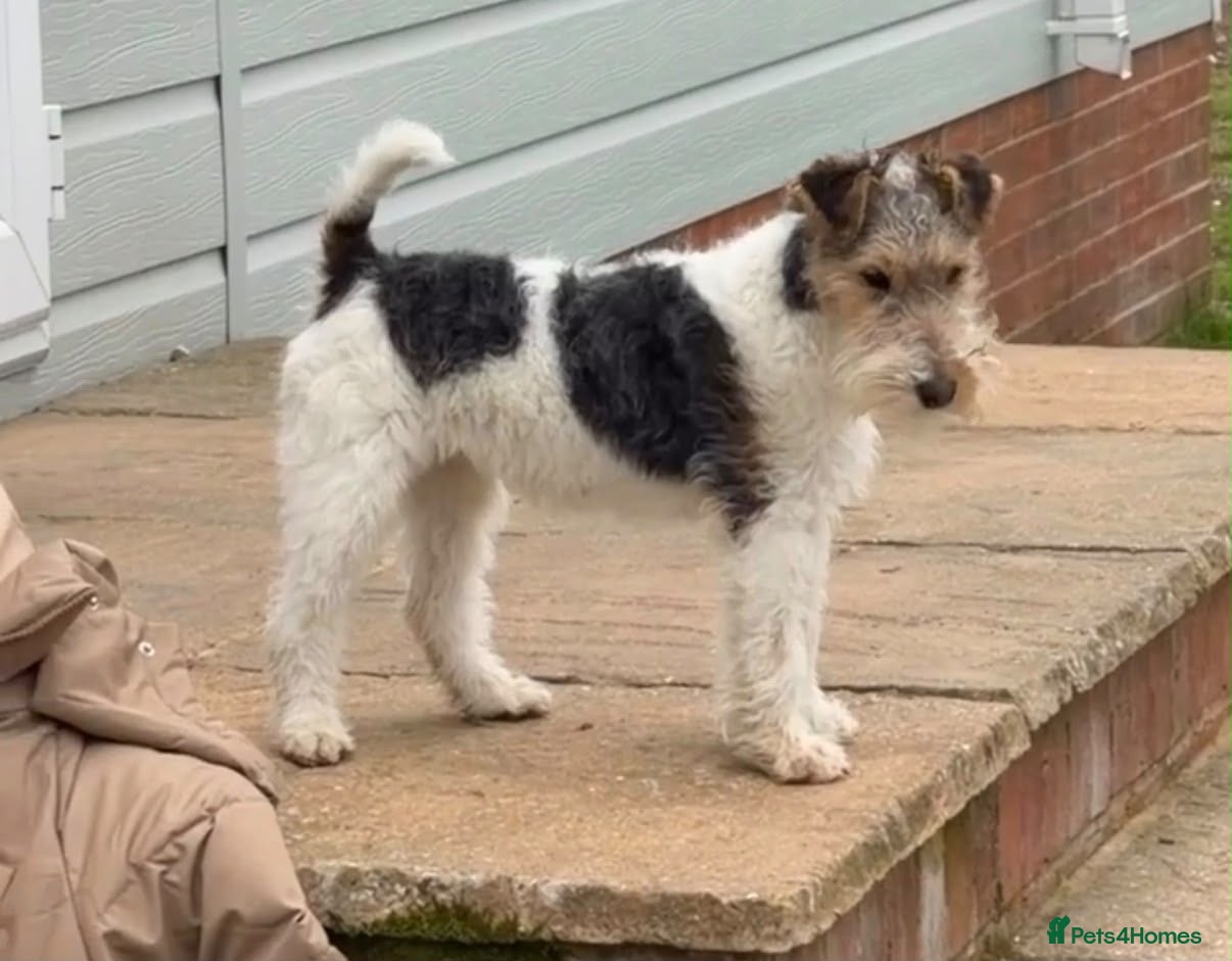 Fox Terrier dogs 11 months old fox terrier  - Advert 2