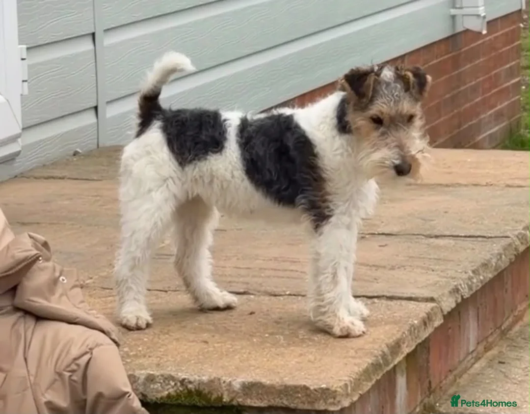 Fox Terrier dogs for sale: 11 months old fox terrier  - Advert 1