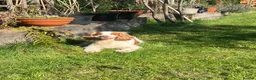 Cocker Spaniel dogs for sale: 5 Year Old Female Cocker Spaniel  - Advert 11