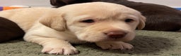 Labrador Retriever dogs for sale: Chunky Labrador Puppies (3 Girls & 2 Boys) - Advert 12