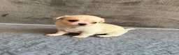 Chihuahua dogs for sale: Stunning Chihuahua Puppies Ready Soon 🐾 - Advert 14