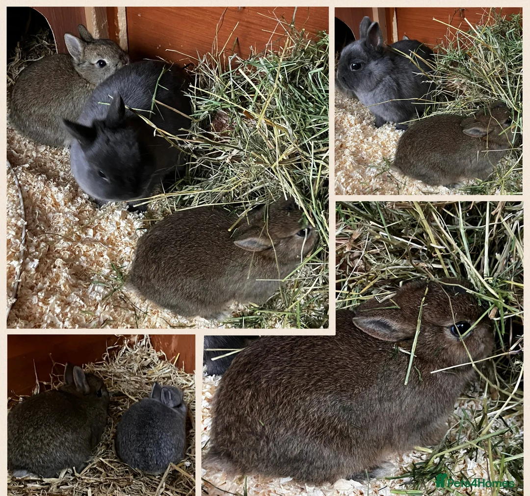 Dwarf Lop rabbits for sale: 6 Dwarf Lops & 4 Pedigree Netherland Dwarfs - Advert 2
