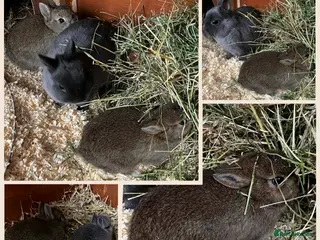 Dwarf Lop rabbits 6 Dwarf Lops & 4 Pedigree Netherland Dwarfs - Advert 2