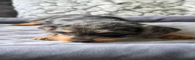 Dachshund 4