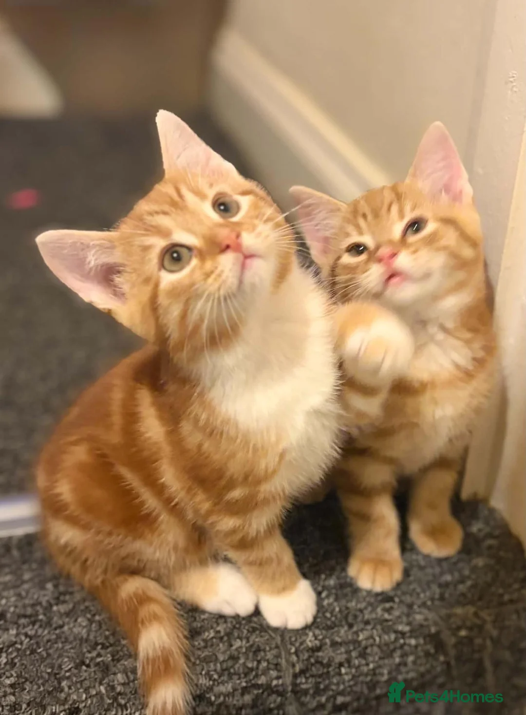 Mixed Breed cats for sale: Stunning British Shorthair Mix Kittens 🐾✨ - Advert 22