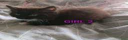 Mixed Breed cats for sale: Beautiful Ragdoll Mix kittens looking for new home in Leeds - Advert 4