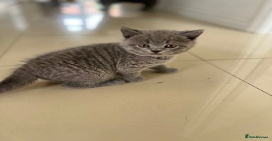 British Shorthair cats - Advert 3