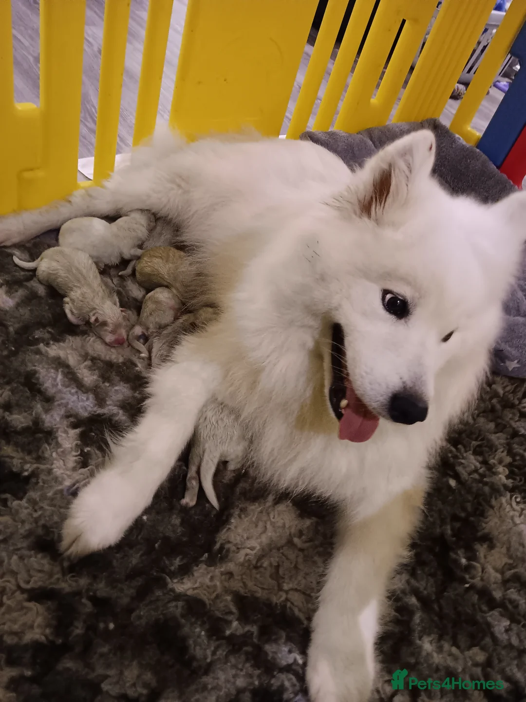 Samoyed dogs for sale: Samoyed pups in Essex - Advert 6