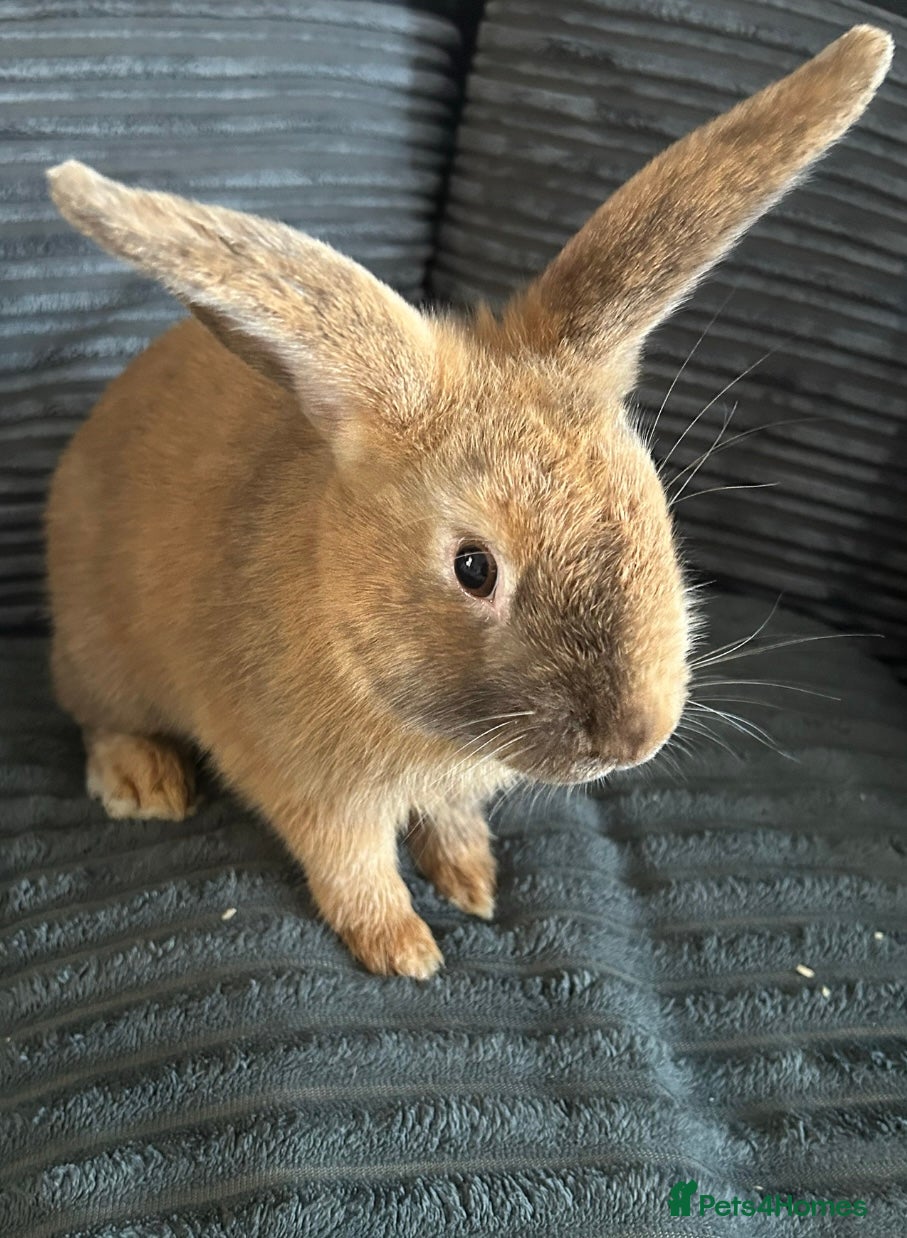 English rabbits Rabbit  - Advert 2