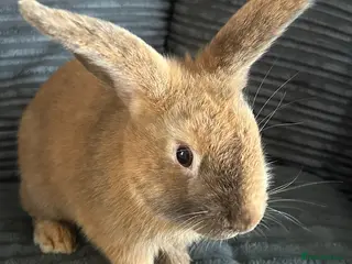 English rabbits Rabbit - Advert 5