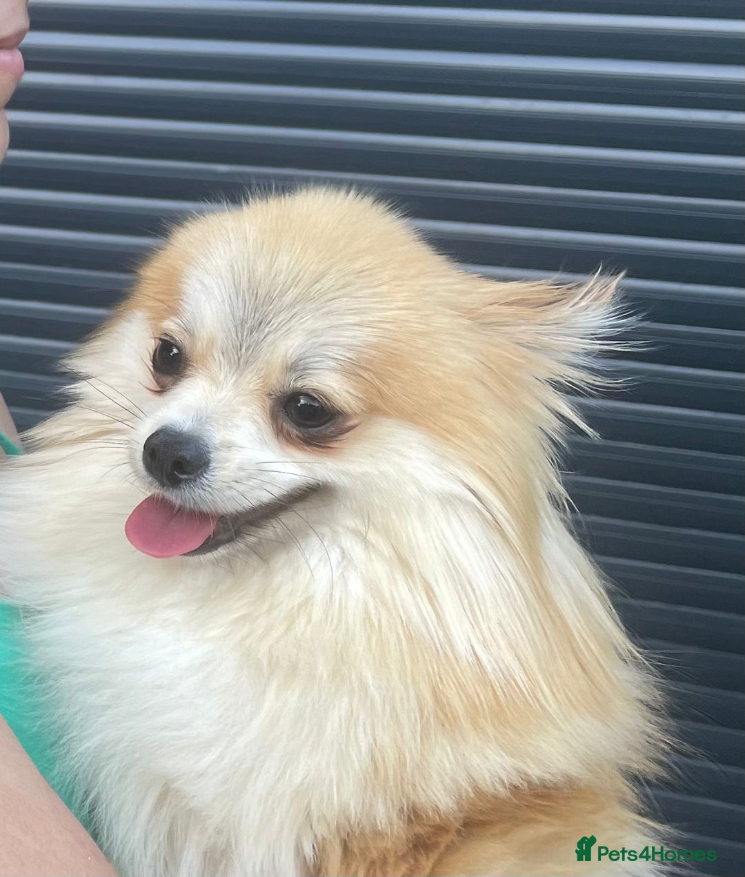 Pomeranian dogs for sale: High quality Pomeranian puppies  - Image 14