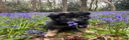 German Shepherd dogs for sale: Beautiful Smart German Shepherd Puppy - Advert 2