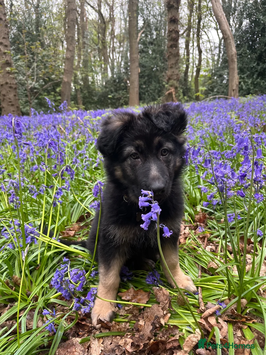 German Shepherd dogs for sale: Beautiful Smart German Shepherd Puppy - Advert 2