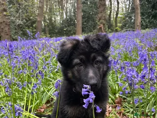 German Shepherd dogs Beautiful Smart German Shepherd Puppy - Advert 4