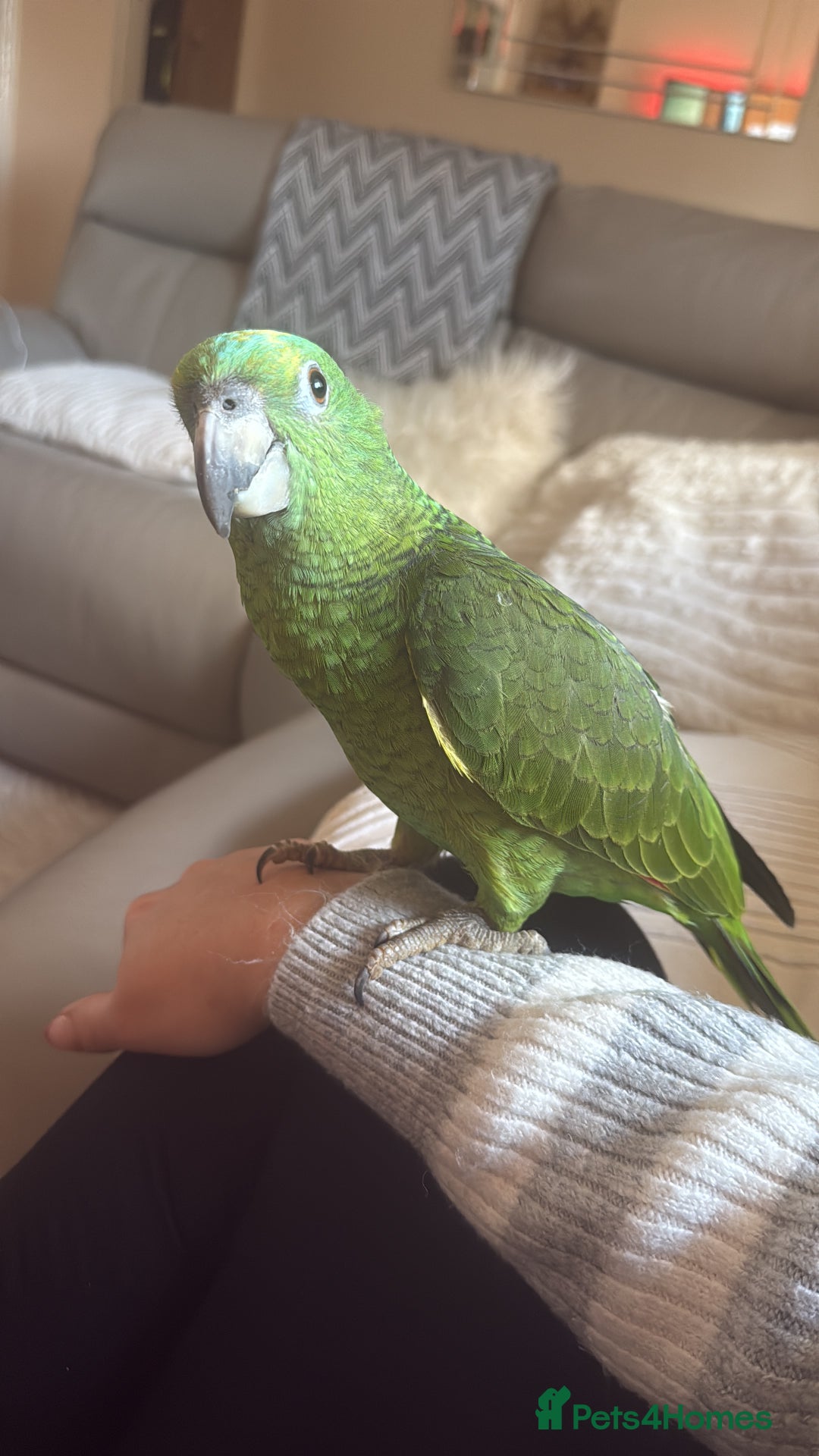 Parrots birds for sale: Amazon Parrot - Advert 4