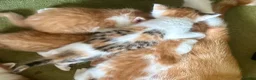 Mixed Breed cats for sale: Tabitha has had a joyful litter of 7 beauties! - Advert 23