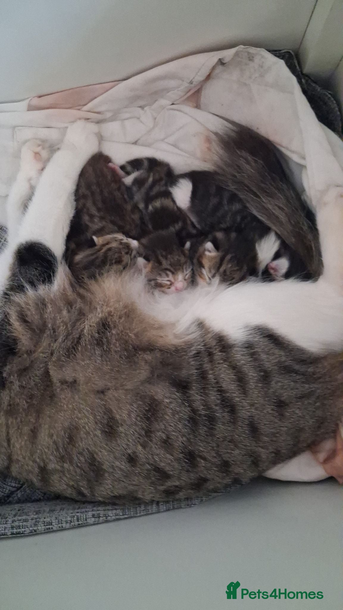 Mixed Breed cats Kittens for sale  - Advert 12