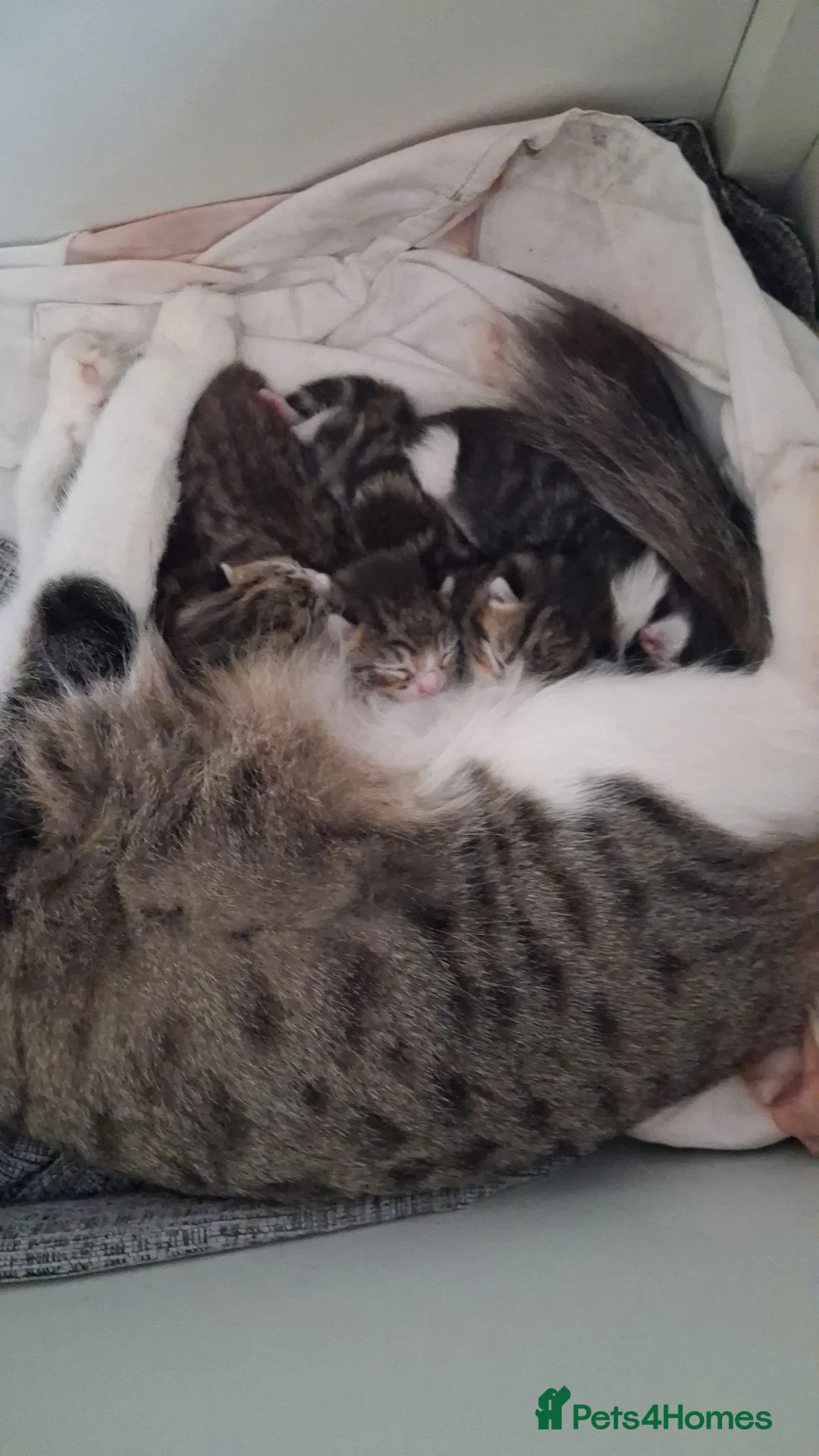 Mixed Breed cats for sale: Kittens for sale  - Advert 1