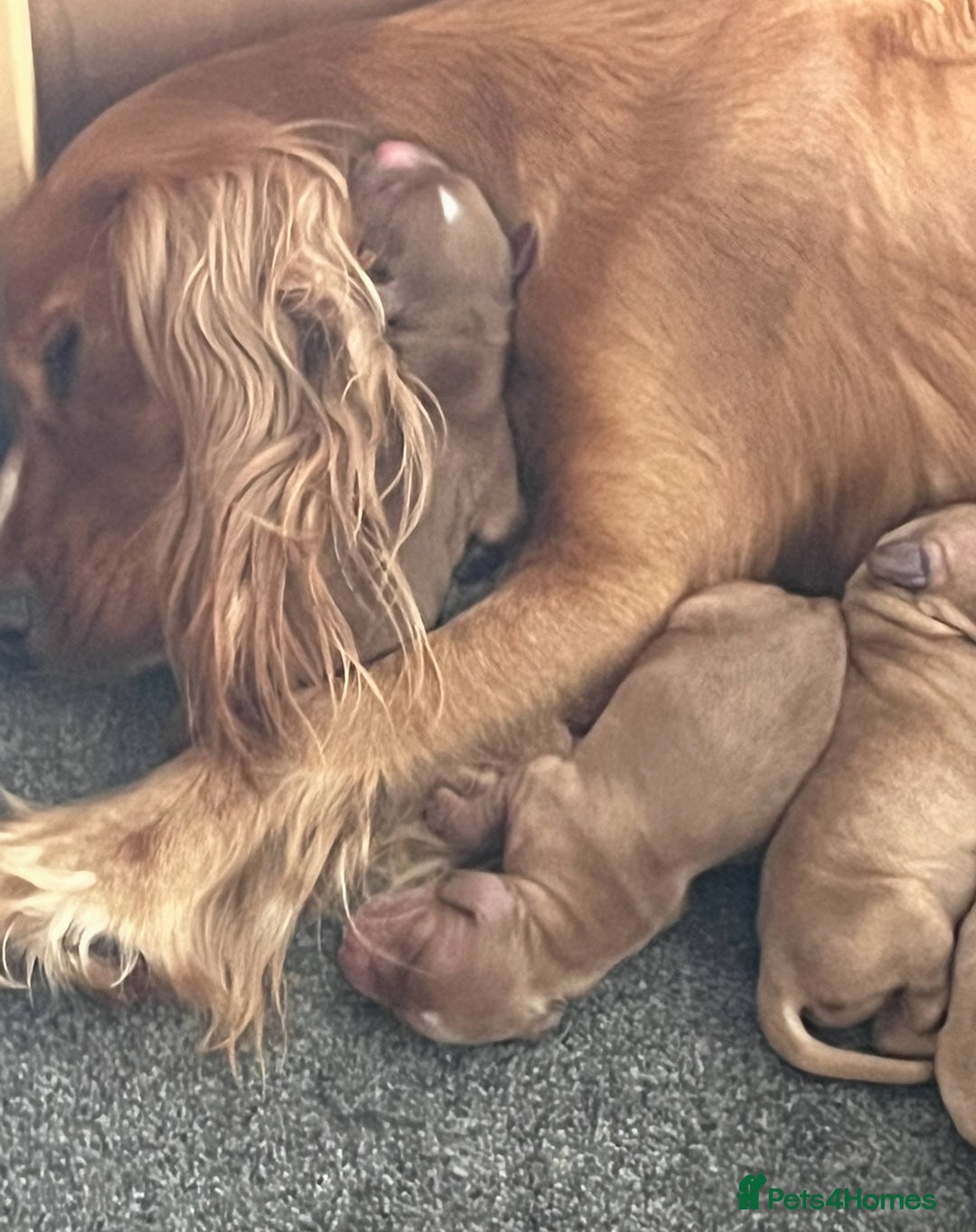 Cockapoo dogs for sale: 7 beautiful cockapoos  - Image 7