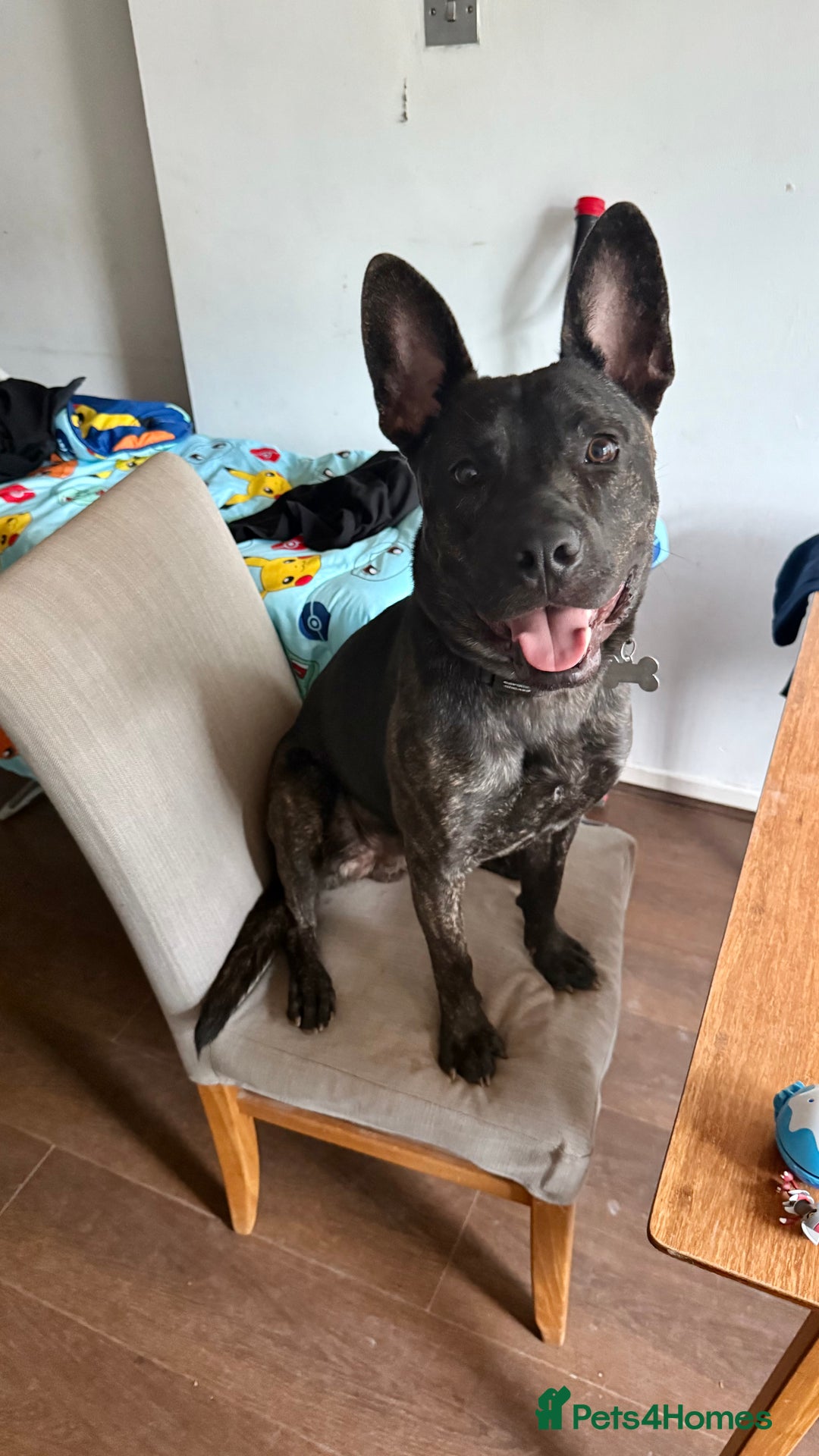 Mixed Breed dogs for sale: Bear - Staffy X German Shepherd - Image 35