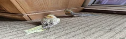 Cockatiels birds for sale: Semi tame baby cockatiels  - Advert 4