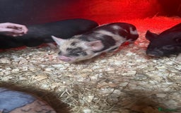 Pig livestock for sale: micro pigs - Image 6