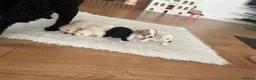 Mixed Breed dogs for sale: Cockaposhon puppies for sale beautiful colours  - Advert 1