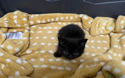 Mixed Breed cats for sale: £100 mixed persian + tortoise shell kittens - Image 5