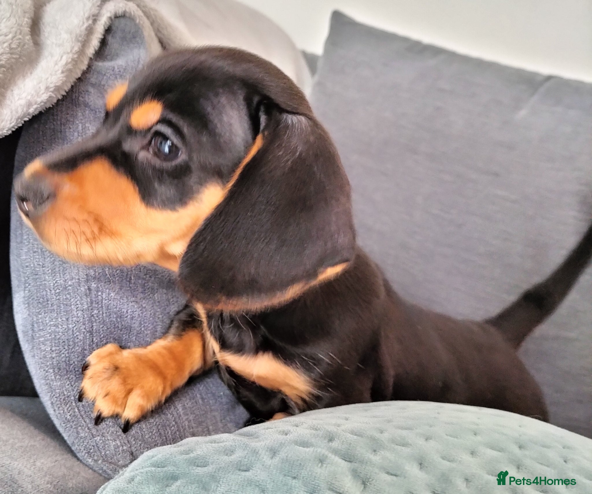 Miniature Dachshund dogs Beautiful miniature dachshunds ready now 😊 - Advert 11