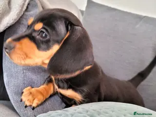 Miniature Dachshund dogs Beautiful miniature dachshunds ready now 😊 - Advert 11