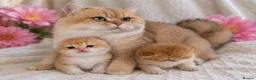 British Shorthair cats for sale: Golden Health-Tested Champion British Kittens in Leicester - Advert 2