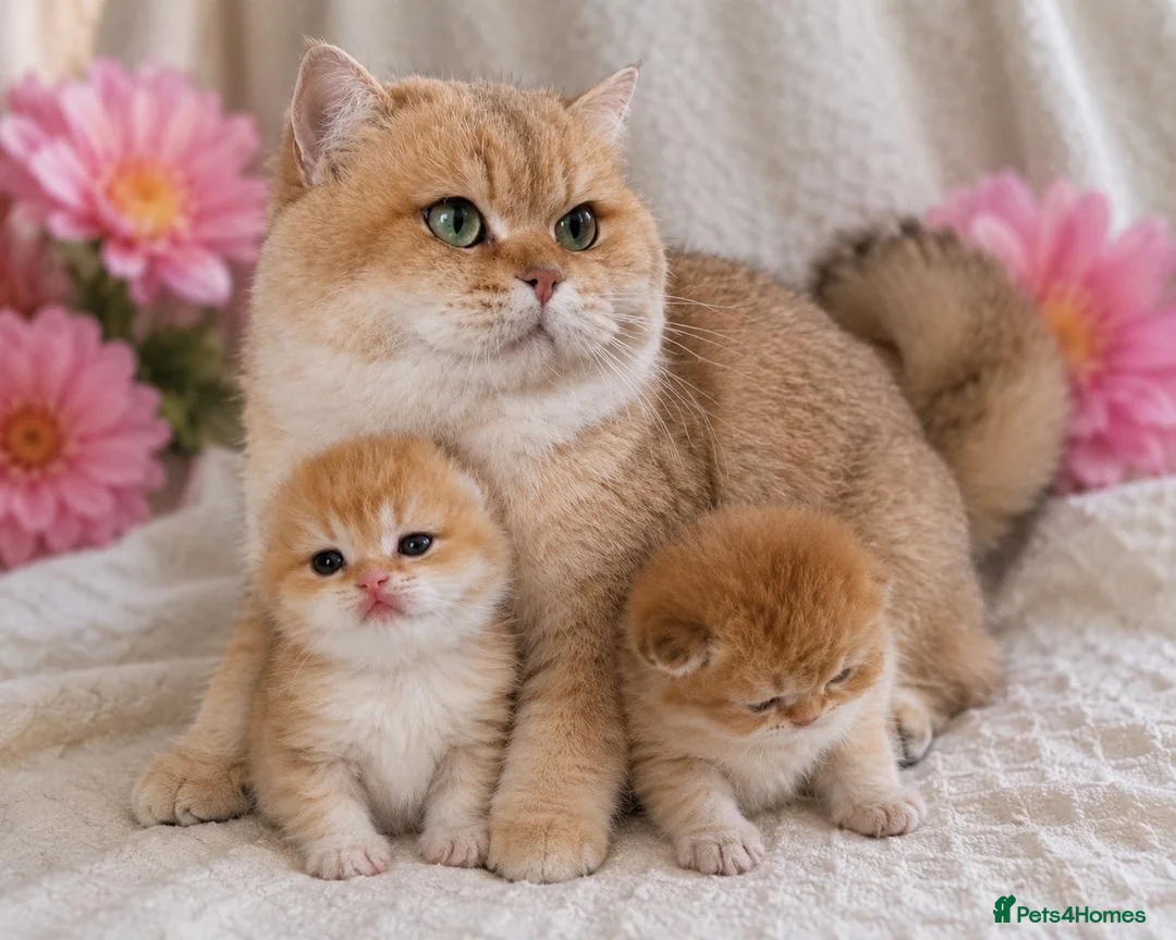 British Shorthair cats for sale: Golden Health-Tested Champion British Kittens in Leicester - Advert 2