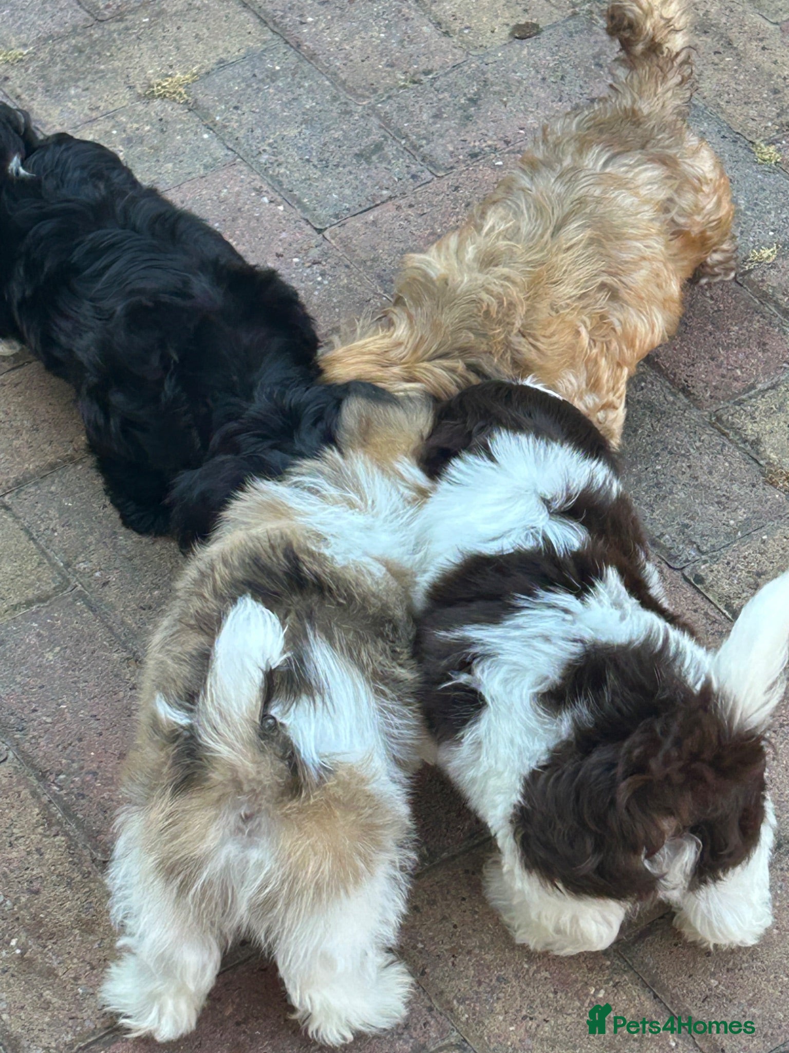 Havanese dogs 8 Exceptional colours KC reg Havanese puppies  - Advert 2
